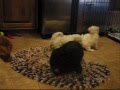 Lhasa Poo Puppies for Sale 12/8/08!