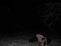 Willard in the snooooow