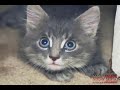 The Headbanging Cat