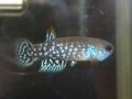 Killifish from Brasil: Pituna brevirostrata