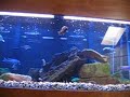 Fish Eating Fish Fish Eating Fish