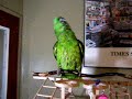 Bad Bird Bad Bird