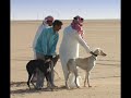 Salukis & falcons clips  - مقاطع سلقانيه ودعيان طيور