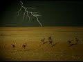 Salukis & falcons clips  - مقاطع سلقانيه ودعيان طيور