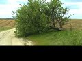 naturaleza y musica relajante: arbol caido por rayo + enya