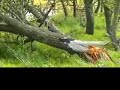 Naturaleza y musica relajante: arbol caido por rayo + Enya