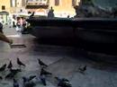 Los p�jaros
