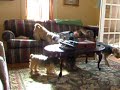 Doggie Day Care #1