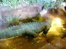 cocodrile