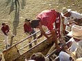 torros