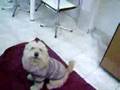 videos de O cachorro feliz!