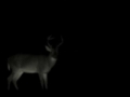 Cindy goes BOWFISHING with BUTCH & WENDYS HUNTING ADVENTURES