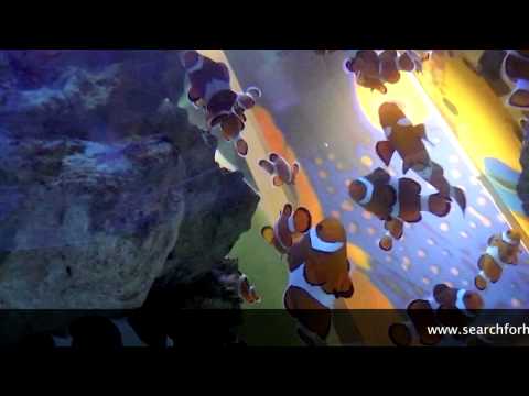 Play Search For Hotels Two Oceans Aquarium Play Search For Hotels Two Oceans Aquarium