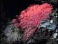 Submarine research in the world's largest underwater canyons