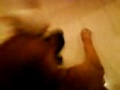 Chihuahua humping a big dog