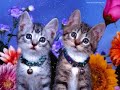 Mãe Terra - Matinee - Hurts to Purr Mãe Terra - Matinee - Hurts to Purr
