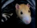 pet