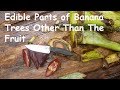 Parts Of Banana Tree And Its Uses