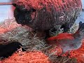 Epiphany-Babies-Chicken