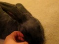 Funny Bunny