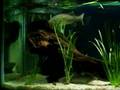 Murray cod V Silver shark
