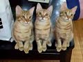katzen schaun tennis!!