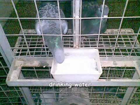 racing pigeon philippines x-makina loft