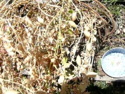 how to grow chickpeas
