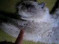 funny lazy cat