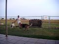 Kid gets owned by pitbull