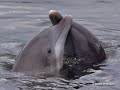 Dolphins Dolphins