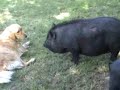 Izzie, Bailey.wmv