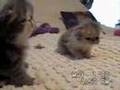 Clyd-A-Scope Persians kittens at play 5-1-2008