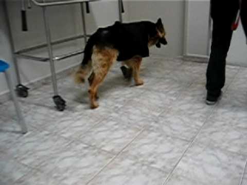loba-cão-fisioterapia-colocefalectomia-primeira-sessão