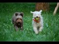Algunas imágenes de un precioso momento de juego con Sid y Asón.Ahora que SID  no está ya entre nosotros,pero si en nuestro corazón he querido mostrar todas estas fotos a través de estos vídeos.Para no olvidar a este gran perro de agua con quien hemos pasado tan buenos ratos de rutas,juegos,nado,rastreo...Un Saludo a todos los amigos del PDAEhttp://elperrodeaguaespanolopdae.webs.com/http://russellsimoni.spaces.live.com/Música:the beatles---all my loving