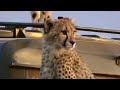 Cheetah uses film crew car as vantage point! BBC wildlife