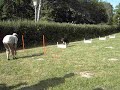 Flyball