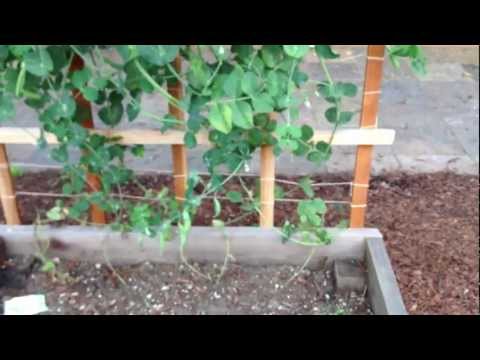 how to grow sugar snap peas on a trellis