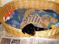 Rottweiler Lhassa ma fidèle compagne à 4 pattes Rottweiler Lhassa ma fidèle compagne à 4 pattes