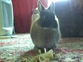 Netherland dwarf rabbit snuffles munching away very cute Netherland dwarf rabbit snuffles munching away very cute
