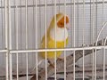 Gouldian chatter Gouldian chatter