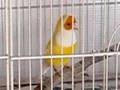 Gouldian chatter