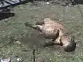 video escatologico de zoofilia donde un caballo mea a un carpincho y este goza de placer
