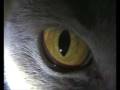 Little ,,Tiger - cat eye(Malý tygr - oko kočky).wmv