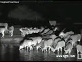 Eland Herd with Young Eland Herd with Young