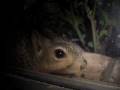 videos de Suspenseful Squirrel 1.wmv