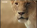 BBC: Lion Hunts Buffalo - 5 Big Cats and a Camera