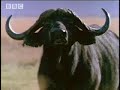 BBC: Lion Hunts Buffalo - 5 Big Cats and a Camera