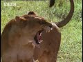 BBC: Lion Hunts Buffalo - 5 Big Cats and a Camera