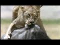 BBC: Lion Hunts Buffalo - 5 Big Cats and a Camera
